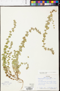 Triodanis perfoliata var. perfoliata image