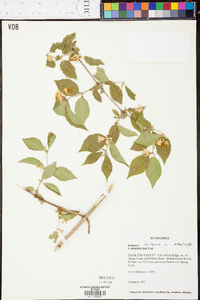 Lonicera tatarica image