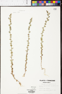 Triodanis perfoliata var. perfoliata image