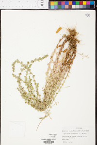 Triodanis perfoliata var. perfoliata image