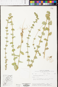 Triodanis perfoliata var. perfoliata image