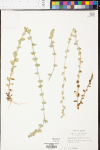 Triodanis perfoliata var. perfoliata image