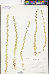 Triodanis perfoliata var. perfoliata image