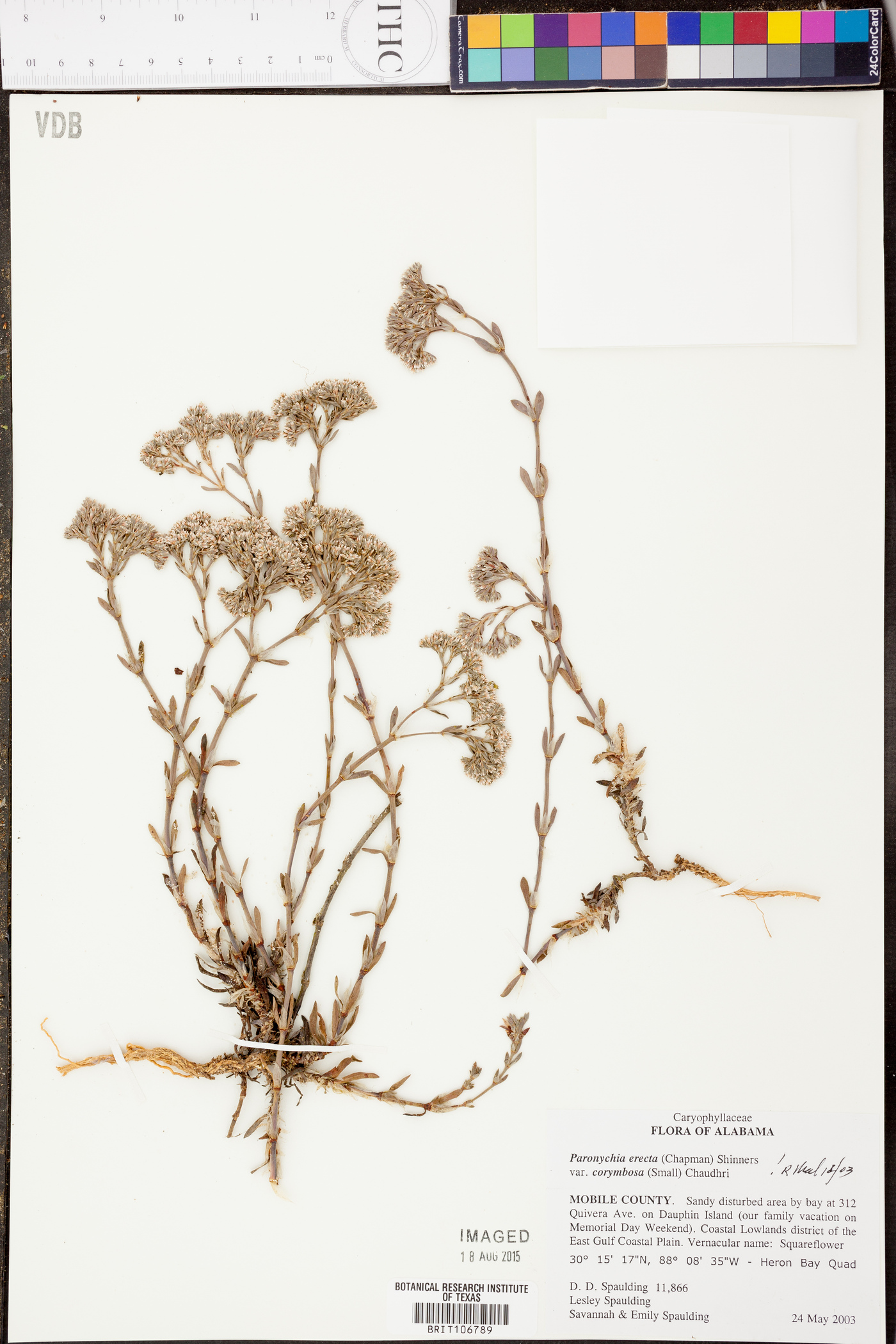 Paronychia erecta image