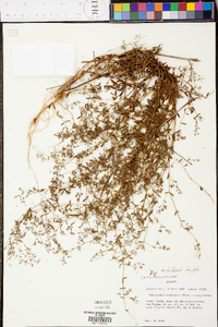Paronychia baldwinii var. baldwinii image