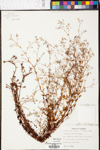 Paronychia baldwinii var. baldwinii image