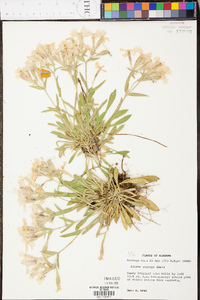 Silene caroliniana image