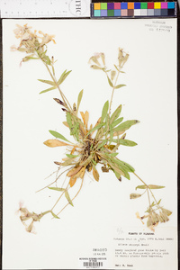 Silene caroliniana subsp. wherryi image