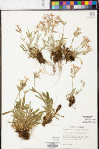 Silene caroliniana subsp. wherryi image