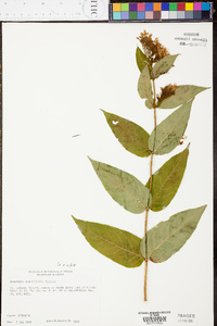 Diervilla sessilifolia image