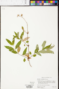 Diervilla sessilifolia image