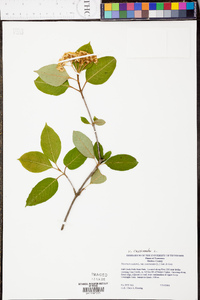 Viburnum cassinoides image