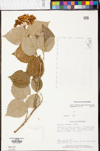 Viburnum lantanoides image