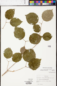 Viburnum lantanoides image