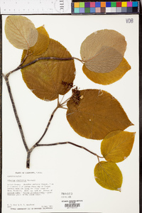 Viburnum lantanoides image