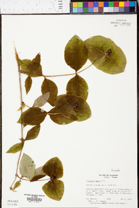 Lonicera flava image