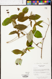 Lonicera flava image