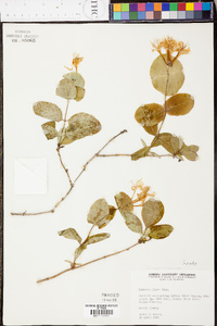 Lonicera flava image