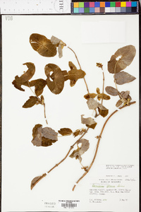 Lonicera flava image