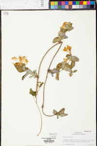 Lonicera flava image