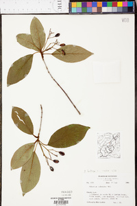 Viburnum lentago image