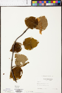 Viburnum lantanoides image