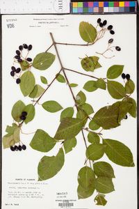 Viburnum lentago image