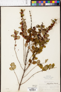 Symphoricarpos orbiculatus image