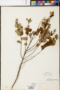 Symphoricarpos orbiculatus image