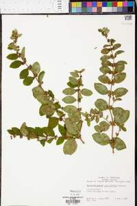 Symphoricarpos orbiculatus image