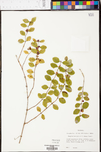 Symphoricarpos orbiculatus image