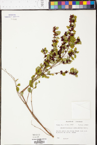 Symphoricarpos orbiculatus image