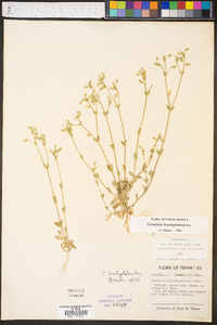 Cerastium brachypetalum image