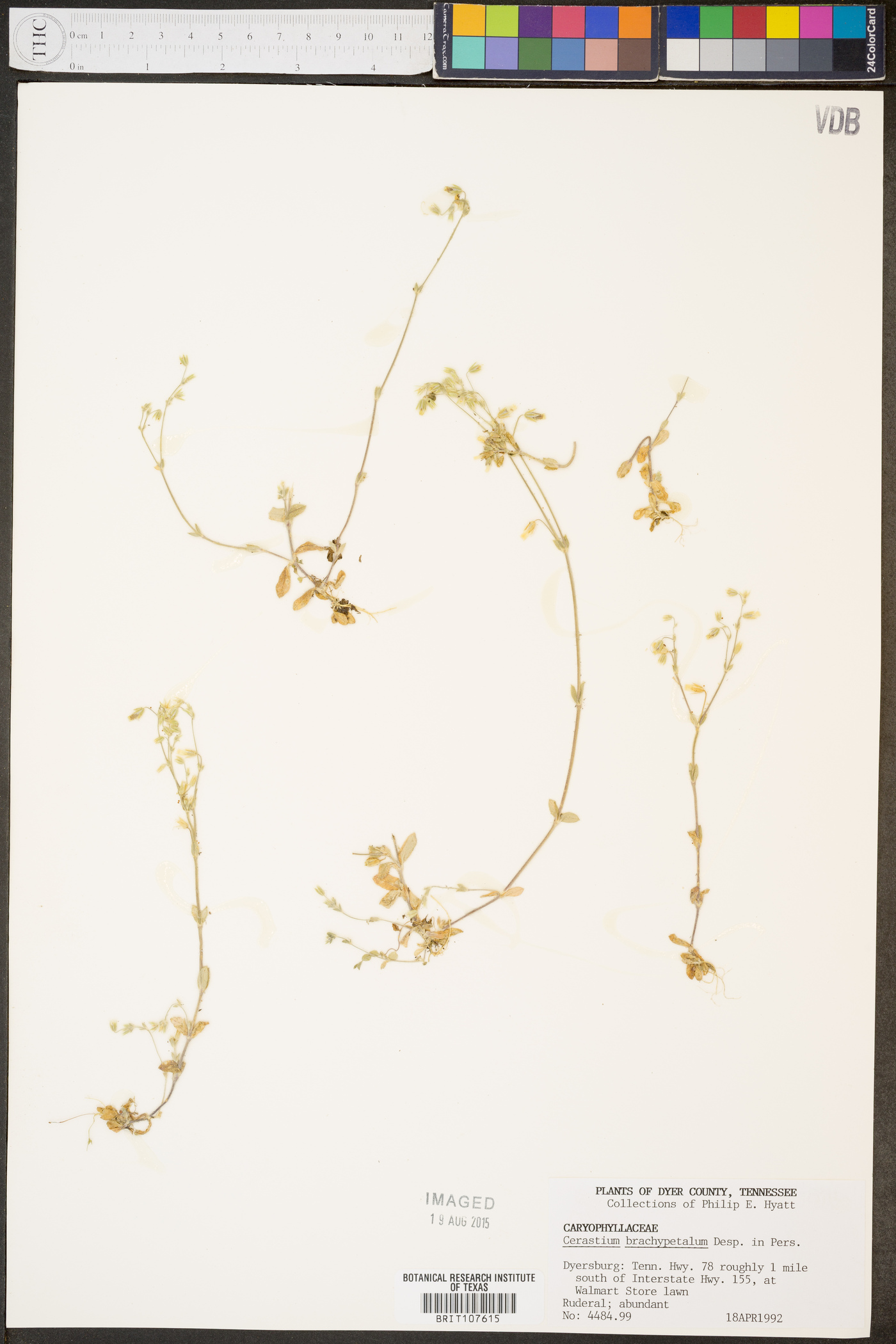 Cerastium brachypetalum image