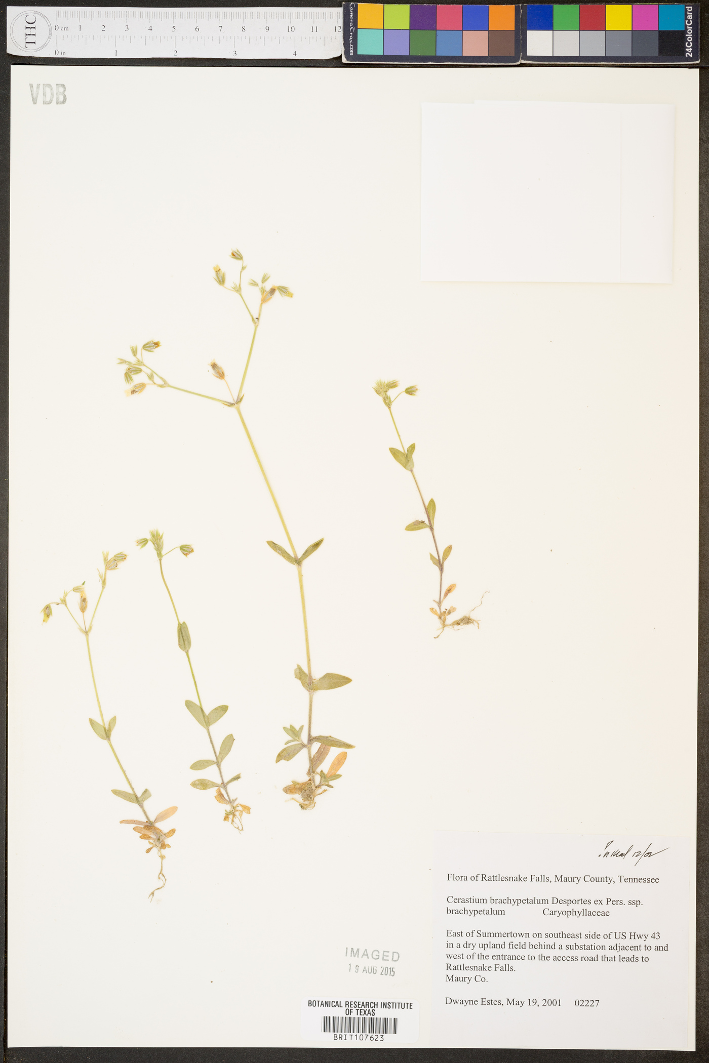 Cerastium brachypetalum subsp. brachypetalum image