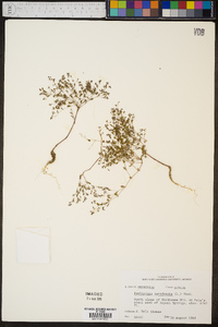 Paronychia canadensis image