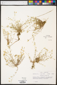 Arenaria patula image