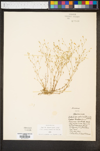 Mononeuria patula image