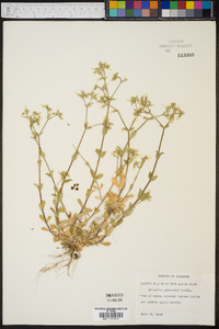 Cerastium glomeratum image