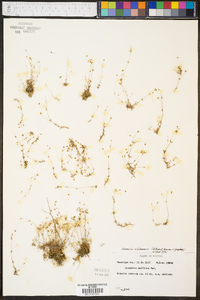 Minuartia alabamensis image