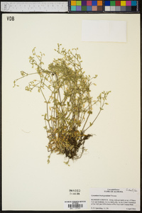 Cerastium brachypetalum image