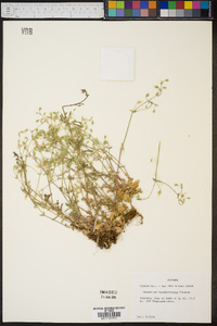 Cerastium brachypetalum image