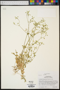 Cerastium brachypetalum image