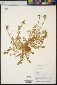 Cerastium brachypetalum image