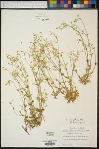 Cerastium brachypetalum image