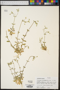 Cerastium brachypetalum image