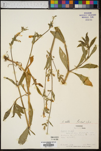 Silene latifolia image