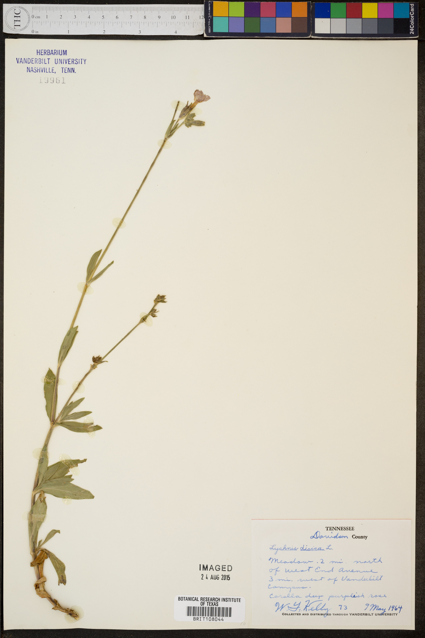 Silene dioica image