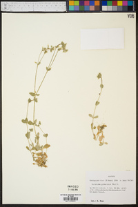 Cerastium glomeratum image