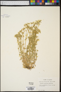 Cerastium glomeratum image